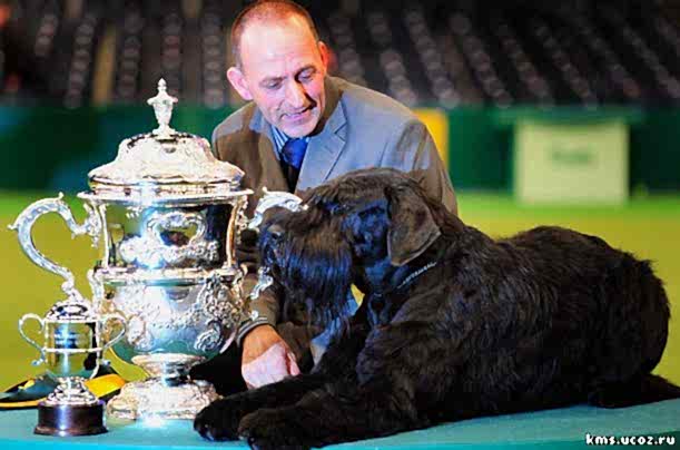 Обучение собак 