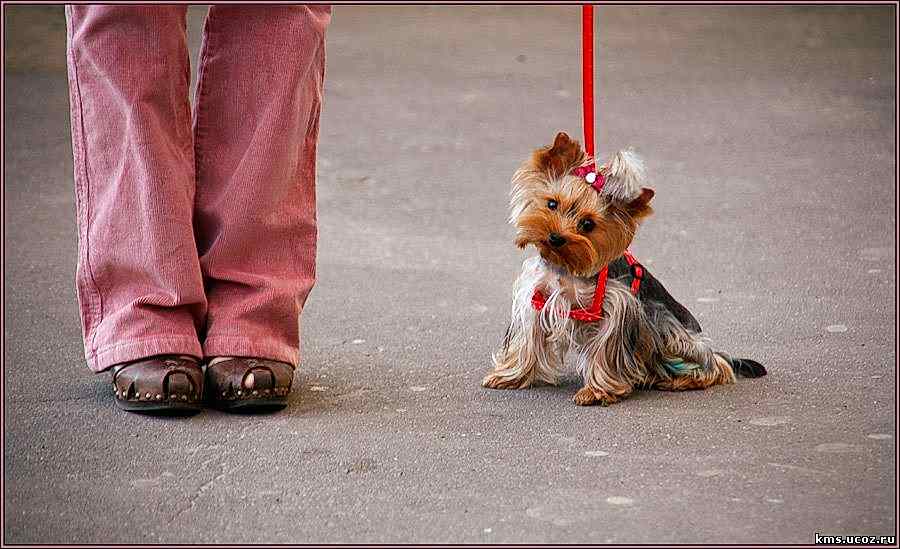 Домашняя псина